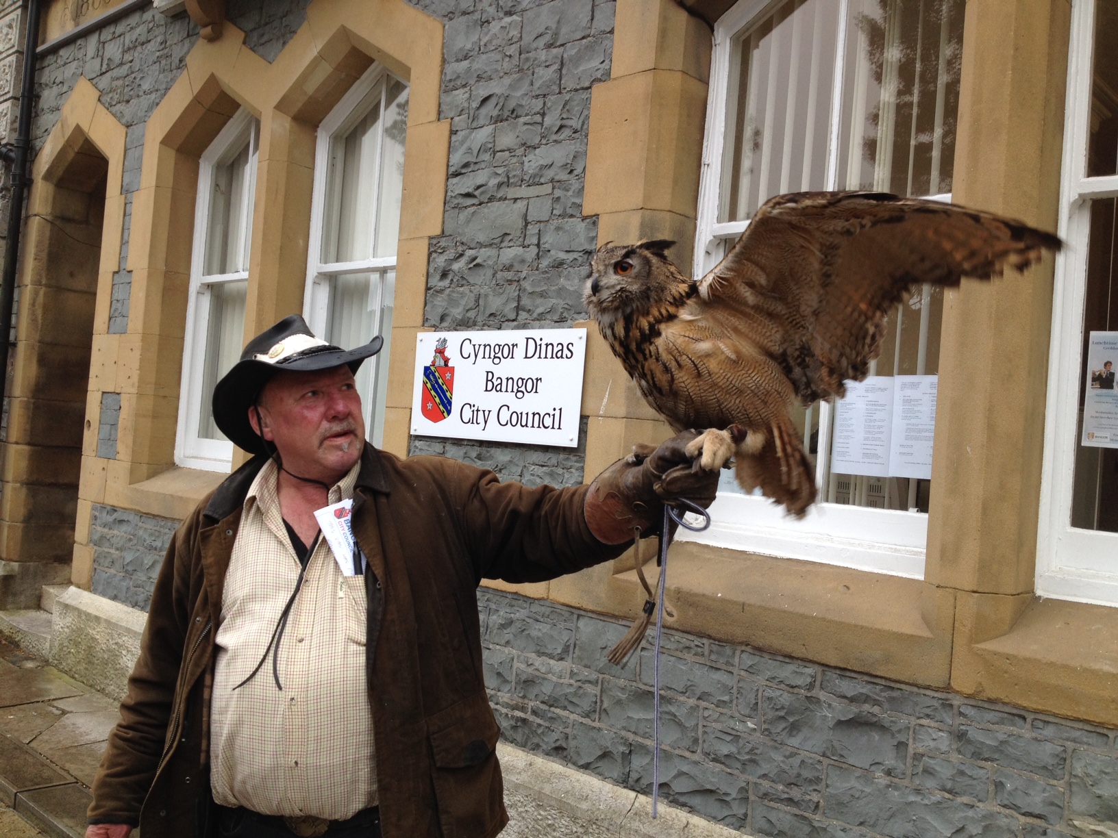 Elsa the Eagle Owl